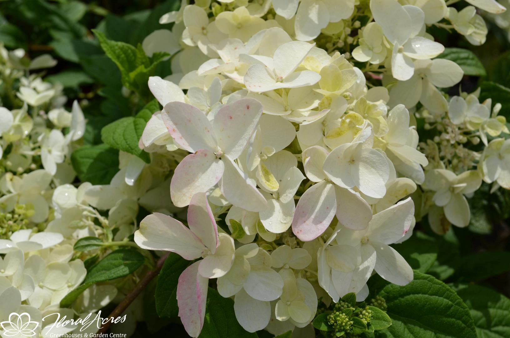 Hydrangea Fire Light Floral Acres